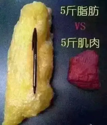 其它 减肥常识 写美篇减肥小常识 5斤肥肉和5斤肌肉 有的人减肥,身材