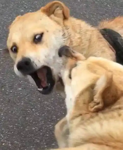 分享一波沙雕鬼畜情头!感受下这残暴而狰狞的爱吧