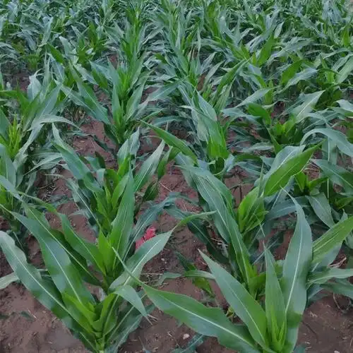 玉米新品种大田矮杆优质杂交种子低杆抗倒好棒家庭园艺种子