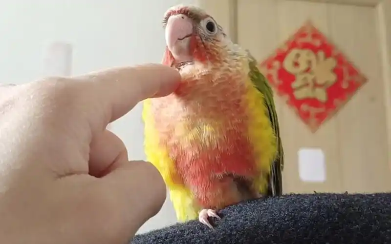 手养的小太阳鹦鹉就像狗皮膏药一样,这也太黏人了