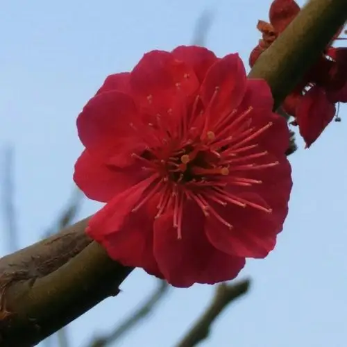 朱砂品种,俗称"红梅"