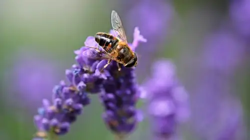 浪漫薰衣草唯美小清新高清桌面壁纸