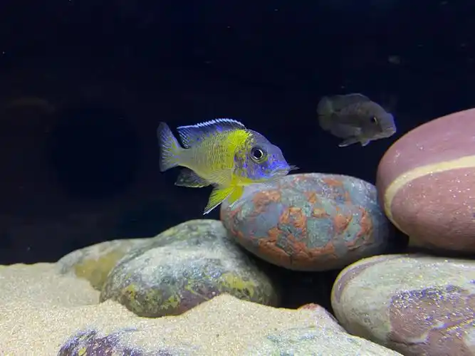 三湖慈鲷孔雀类出坑啦