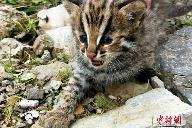 国家二级保护动物豹猫.