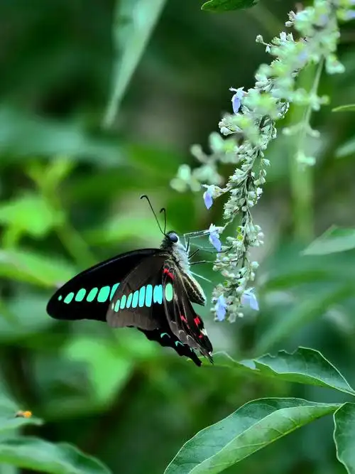 杜荆花开蝴蝶来(系列之二:木兰青凤蝶篇)