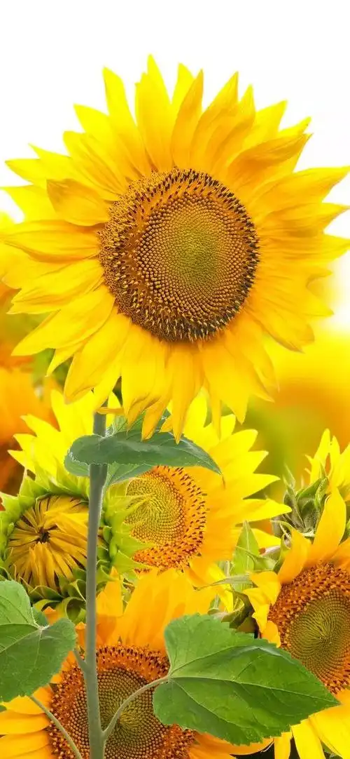 向日葵壁纸|向阳而生的花儿|向日葵|向阳而生|壁纸|金粉_手机网易网