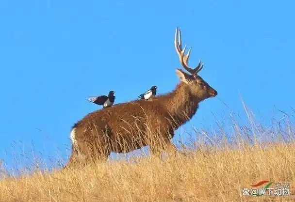 在新疆的无垠大漠之中,隐藏着一种与众不同的生灵,它们是塔里木马鹿.