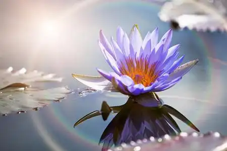 莲花与太阳耀斑越南村庄, 排船, 莲花, 荷花池的粉睡莲或莲花花,在