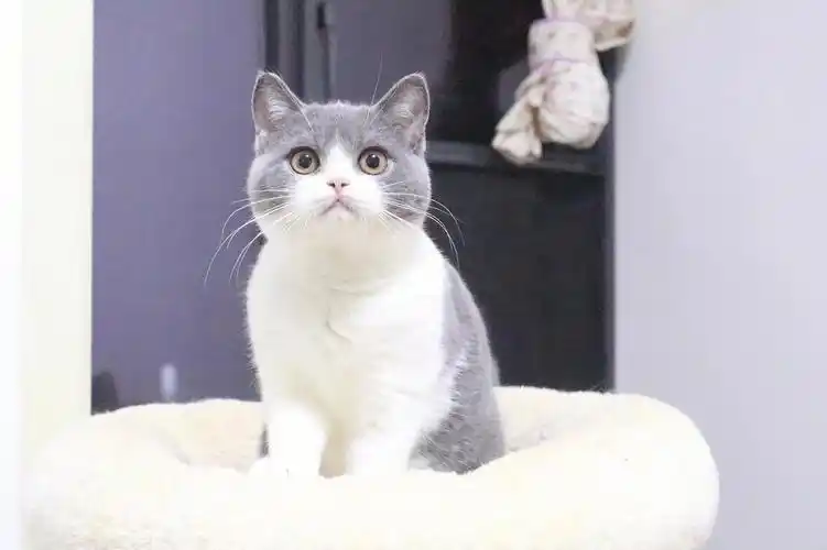 未成年蓝白猫咪找领养