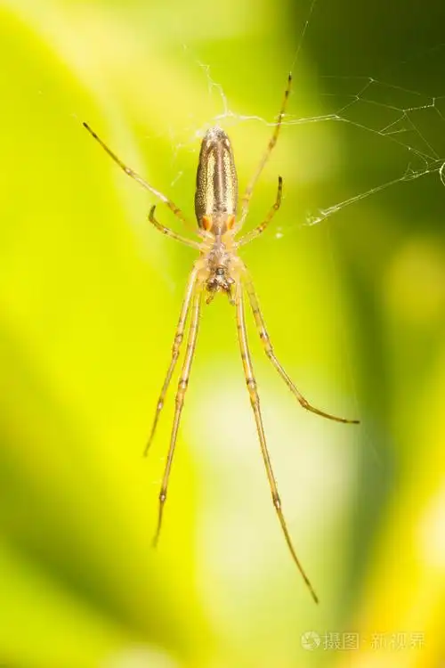 在web中的大蜘蛛