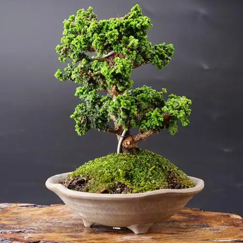 怡景园 日本小品石化桧 松柏 盆景 盆栽 日本进口原土原盆3