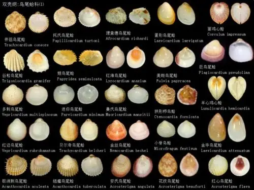 贝壳图鉴 - 美篇