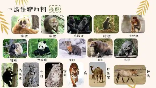 央子幼儿园-世界动物日,认识我国野生保护动物