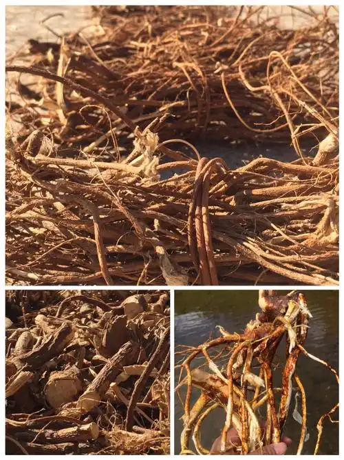 45元一斤的野生五指毛桃是什么样