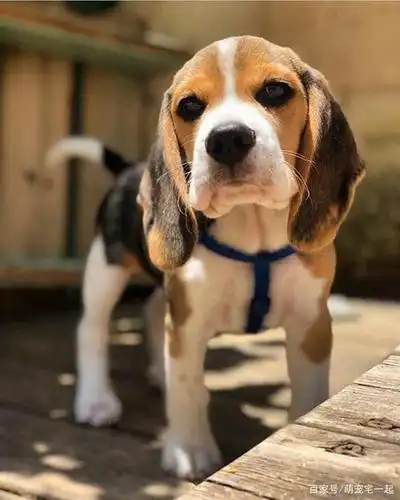 感受一下这只大耳朵和萌萌的外表小恶魔狗砸吧!