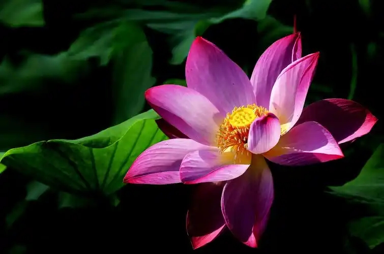 禅意荷花,清新适谈