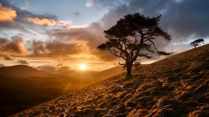 日落阳光树草云高清壁纸1366x768分辨率查看