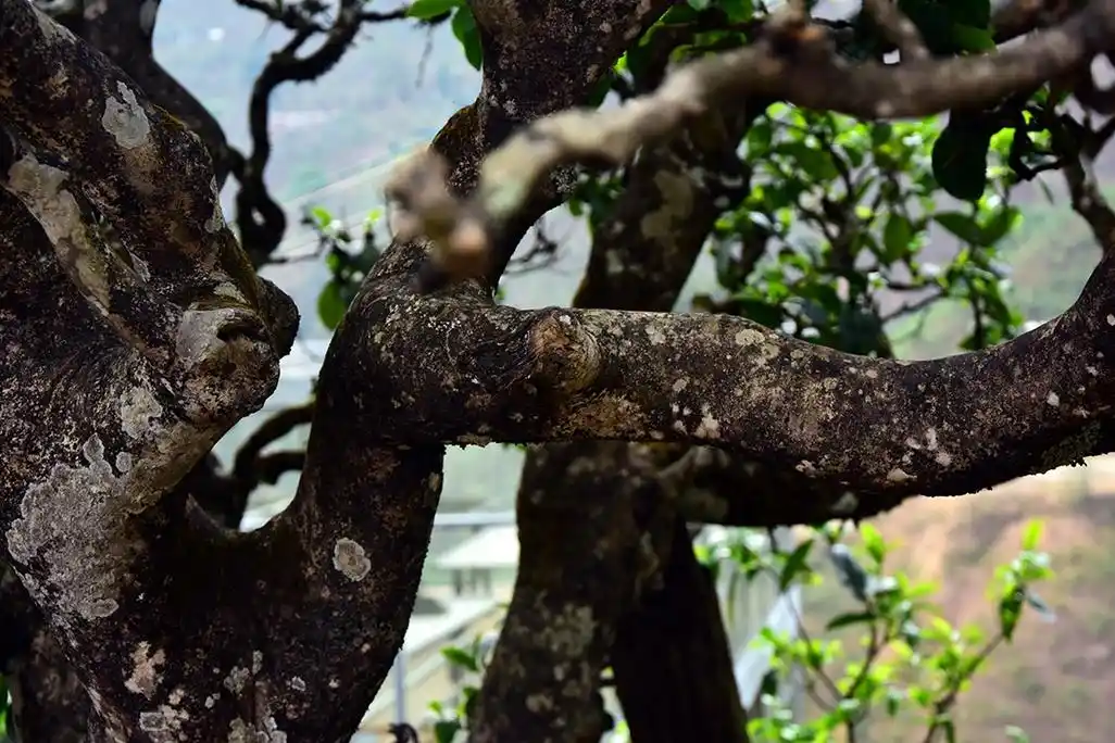 你可能一直没有喝懂冰岛老寨