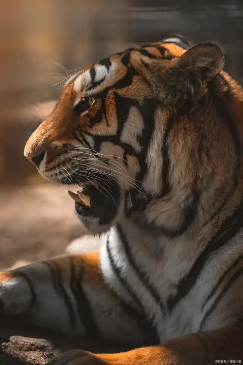 动物园,3只豹子轻松出逃,其中1只至今下落不明;河南这个景点,两只老虎