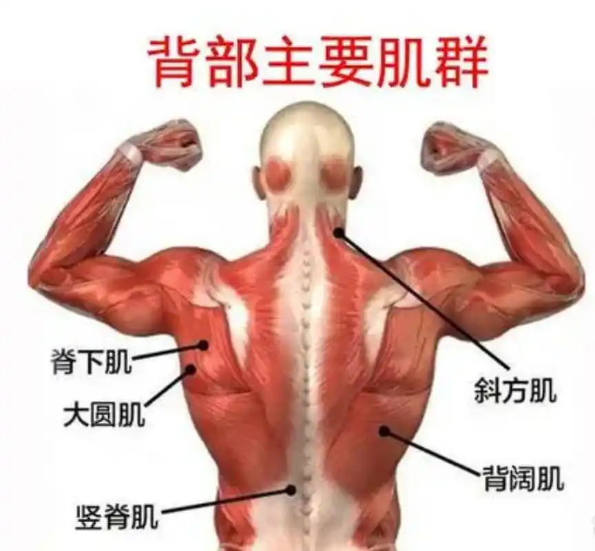 背阔肌是背部的大肌肉群,在家徒手练,可以做引体向上,仰体引体向上