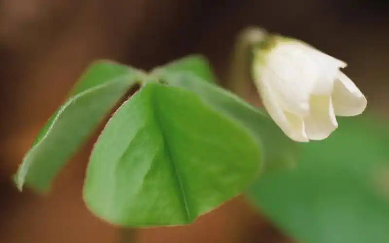白色花朵图片大全电脑高清壁纸