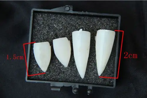 鬼节万圣节道具 恐怖吸血鬼牙齿 尖牙齿 假牙 僵尸吸血鬼假牙