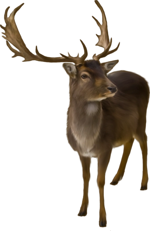 梅花鹿羚羊动物免扣png图片素材6张