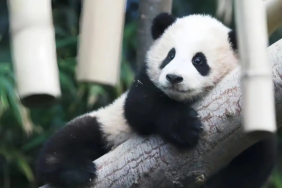 【超清】一组超可爱的福宝写真(可做ipad壁纸)