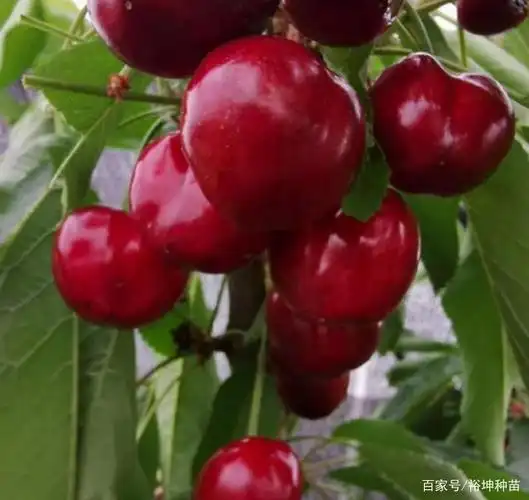 南方朋友有福了,瑞德大樱桃适合低寒地区种植的大樱桃新品种!