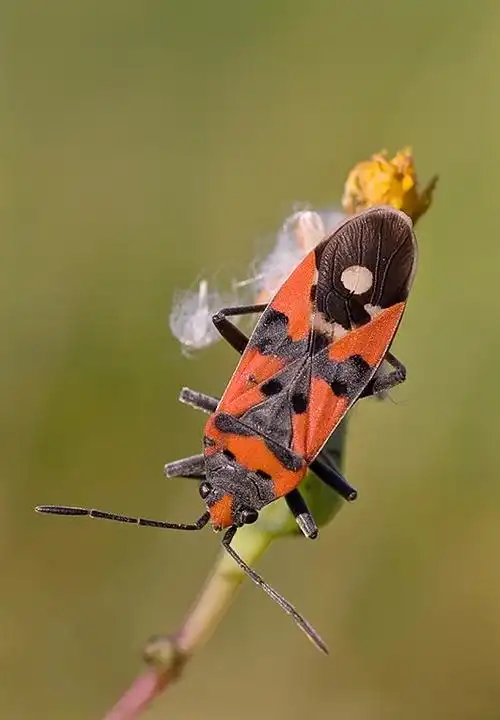横带红长蝽,封严门窗缝隙,喷杀虫剂.