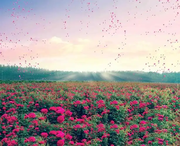 玫瑰花语系列淋浴房产品