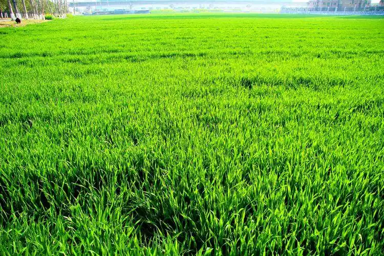 绿油油的那是麦苗