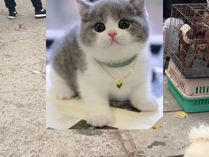 粉丝想要500一只的英短蓝白猫,这可让我去哪找呀!