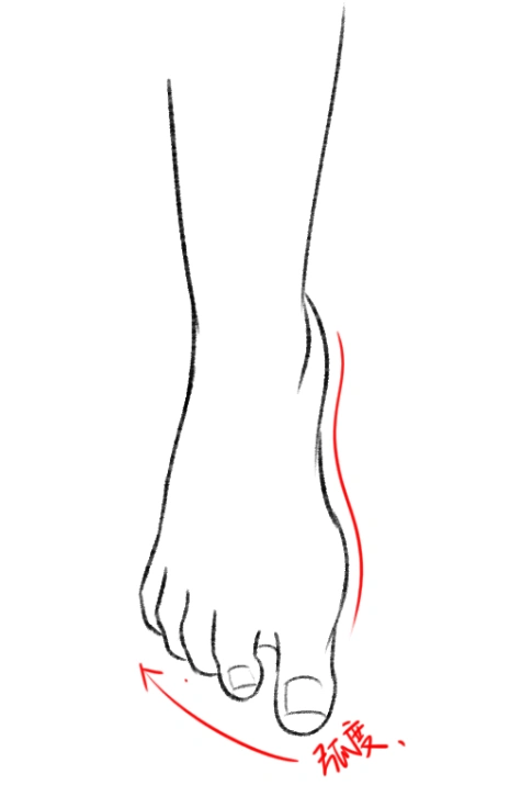 最后检查一下脚趾的弧度,还有侧边的曲线,俯视的角度就画好啦.