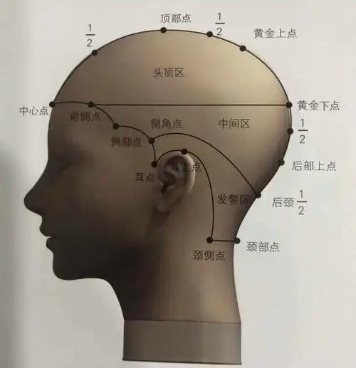 【北京美发学校分享】【头部骨骼与分区点介绍】