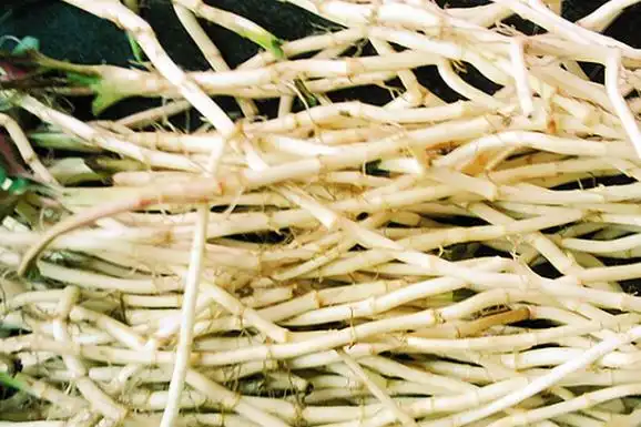 鲜芦根的功效与作用 吃芦根的好处