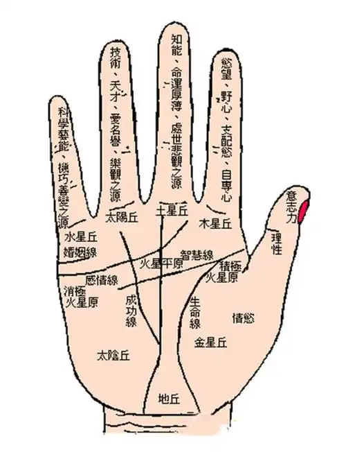 手掌纹-「手相手相三角纹」手相手掌:手相三角纹的运势 - 手相图解