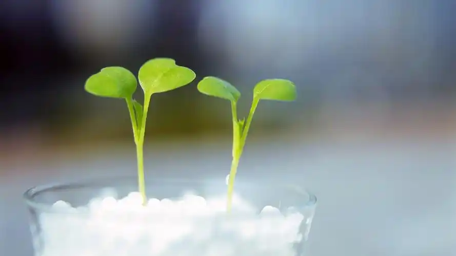 植物嫩芽绿色高清电脑桌面壁纸