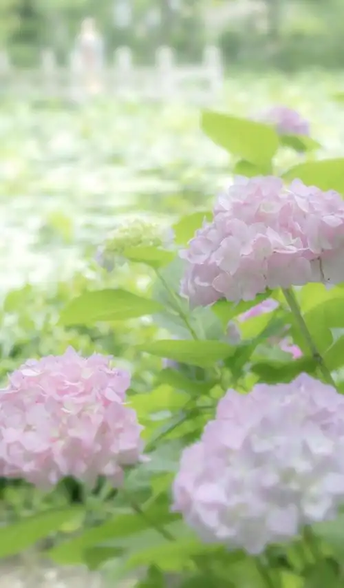 迷人养眼的绣球花,图片大全,高清,图库-回车桌面