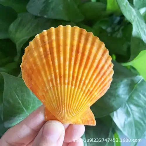 爱贝来自然贝壳货源批发 黄扇贝工艺品原料 鱼缸造景居家婚礼装饰