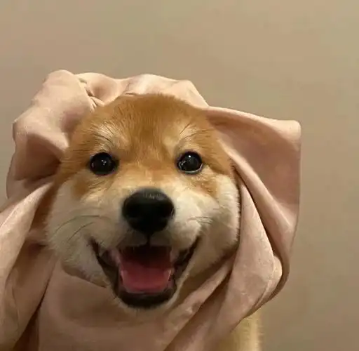 治愈系|柴柴狗头像,无水印拿走吧