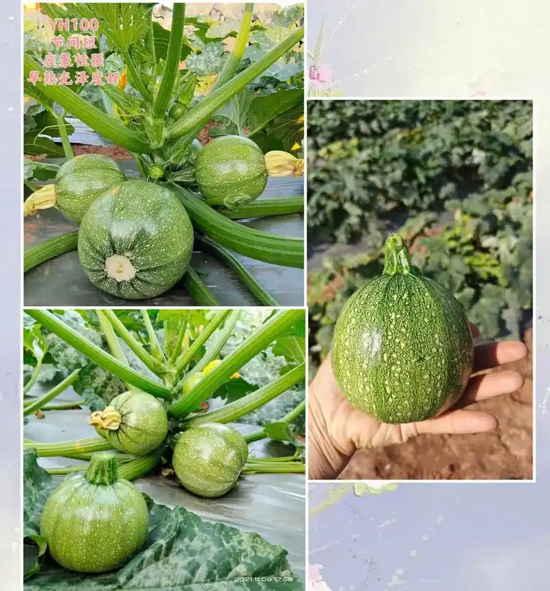 西葫芦种植技术