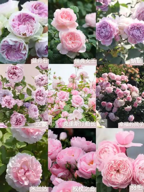 月季图鉴33种仙气月季合集