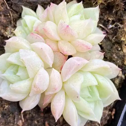 多肉女王群生98一颗满38包邮