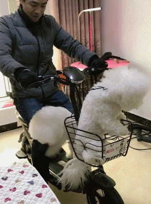 萌星人gif白狗狗gif电动车gif我们出发吧gif