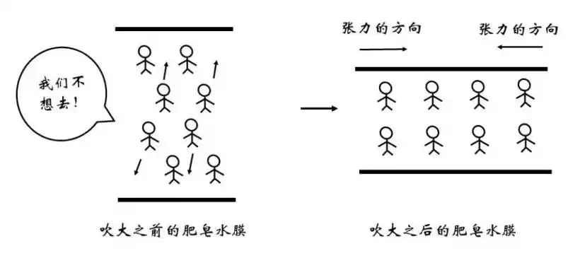 胖子表面张力大瘦子表面张力小