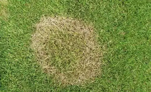 草坪褐斑病正严重发生,快速识别和防治