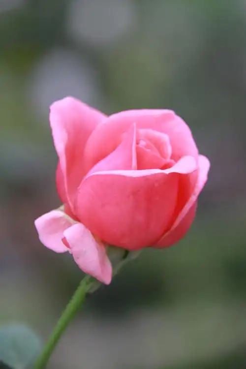 含苞待放的粉色玫瑰花