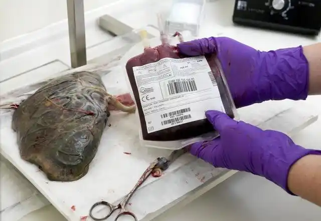 胎盘为什么要埋掉?胎盘到底有没有营养?今天就来告诉你