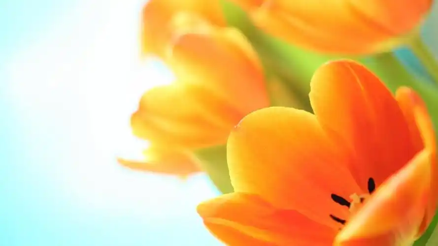 唯美植物郁金香高清宽屏电脑桌面壁纸